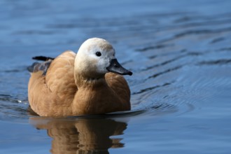 Ruddy shelduck (Tadorna ferruginea), in the water, Heiligenhaus, North Rhine-Westphalia, Germany,