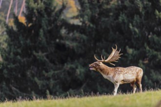 One male fallow deer (Dama dama) stands on a meadow during rutting season, calling. A forest in