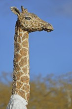 Sculpture giraffe man by Stephan Balkenhol, modern art, giraffe figure, giraffe man, animal figure,