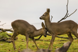 One young Roe Deer buck, (Capreolus capreolus), behaves like a…buck