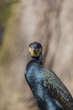 Great cormorant, Phalacrocorax carbo, sits on a branch