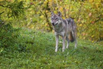 A eurasian gray wolf (Canis lupus lupus) stands on a hill, observing the area. A forest in fall