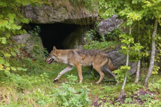 A eurasian gray wolf (Canis lupus lupus) runs along a forest edge through green vegetation, passing