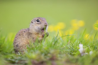 An adult European ground squirrel (Spermophilus citellus) or European souslik sits in green gras