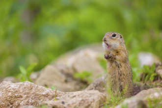 An adult European ground squirrel (Spermophilus citellus) or European souslik stands tall on rocky