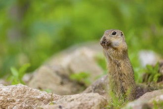 An adult European ground squirrel (Spermophilus citellus) or European souslik stands tall on rocky