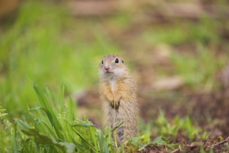 An adult European ground squirrel (Spermophilus citellus) or European souslik stands tall in a