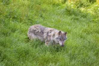 An adult male gray wolf (Canis lupus lupus) runs across a green meadow in hilly terrain