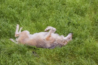 An adult male eurasian gray wolves (Canis lupus lupus) rolls on a meadow to strip off the winter