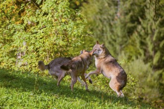 Three eurasian gray wolves (Canis lupus lupus) play with each other on a meadow on a hill