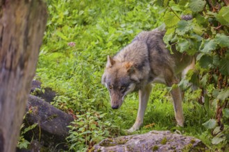 A eurasian gray wolf (Canis lupus lupus) stands on hilly terrain between a dead tree and a bush,