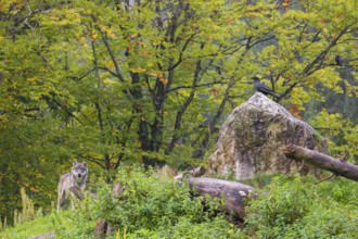 A eurasian gray wolf (Canis lupus lupus) stands on a hill between rocks and logs. A common raven