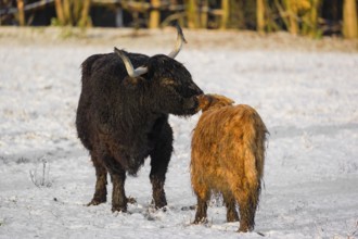 A highland cow (Bos primigenius taurus) grooms her calf on a snow-covered pasture at the edge of