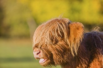 Portrait of a Highland calf (Bos primigenius taurus) in the first light of the day