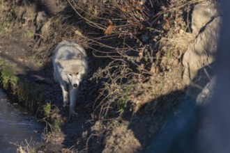 One adult Arctic wolf (Canis lupus arctos) walking along a frozen creek in a forest on hilly ground