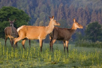 Three Altai maral hinds, Altai wapiti or Altai elk (Cervus canadensis sibiricus) stand in a meadow