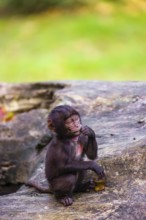 A baby Gelada (Theropithecus gelada), or bleeding-heart monkey, plays alone on a rock