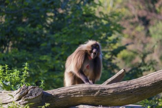 One male Gelada (Theropithecus gelada), or bleeding-heart monkey balancing on a log. A green forest