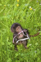 A baby Gelada (Theropithecus gelada), or bleeding-heart monkey, plays with sunglasses