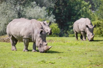 Three white rhinoceros (Ceratotherium simum) stand grazing on a fresh green meadow