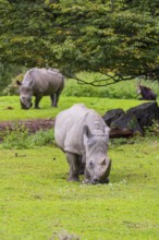 Two white rhinoceros (Ceratotherium simum) stand grazing on a fresh green meadow