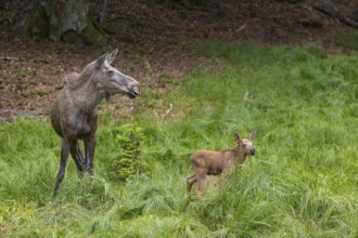 One adult female moose or elk, Alces alces, with one baby moose (19 days old, born May 8, 2020)