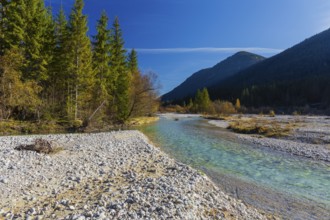 Isar valley nature conservancy area. The wild Isar river flows through its gravel bed past