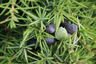 Close-up of green and blue juniper cones, Lüneburg Heath, Lower Saxony, Germany, Europe