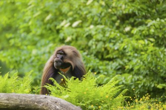 An adult male gelada (Theropithecus gelada), or bloodheart monkey, sits on a green meadow