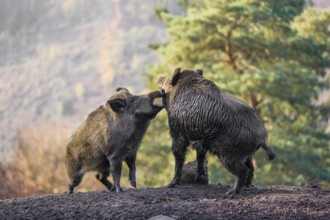 Two wild boar or wild pig (Sus scrofa) fight on an opening