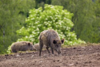 Three wild boar or wild pig (Sus scrofa), walk across an opening on hilly terrain searching for