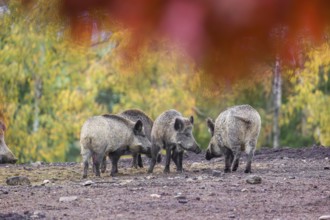 A group of wild boar or wild pig (Sus scrofa), runs across a clearing in hilly terrain in search of