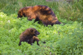 Two wolverine (Gulo gulo) rest on a green meadow at a forest edge