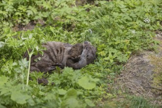 One Eurasian otter (Lutra lutra), playing with a stone in green vegetation on a bright sunny day