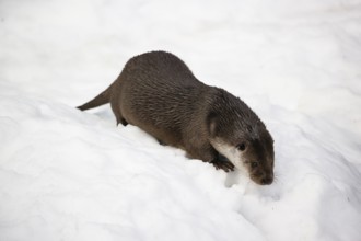 An adult otter (Lutra lutra) runs over snowy, hilly terrain