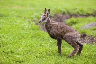 A young Chamois (Rupicapra rupicapra) stands on a fresh green meadow, urinating