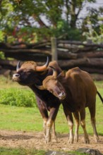 A male and a female Gaur (Bos gaurus gaurus) stand side by side on a green meadow