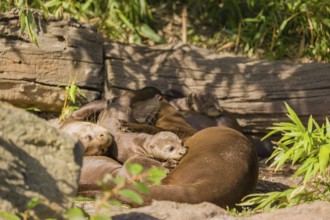 A female giant otter or giant river otter (Pteronura brasiliensis) nurses her young and plays with