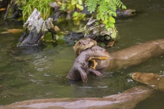 An adult giant otter or giant river otter (Pteronura brasiliensis) swims in a small river carrying