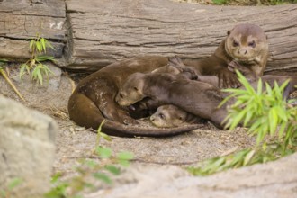 A female giant otter or giant river otter (Pteronura brasiliensis) nurses her young and plays with