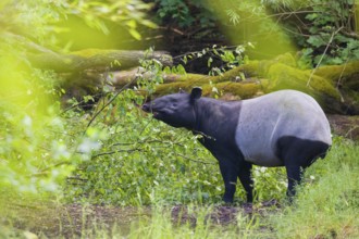 A Malayan tapir (Acrocodia indica) stands hidden in dense undergrowth looking for food