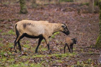 A female Cameroon or Cameroon Dwarf sheep, Ovis gmelini aries, and its lamb stand on a forest edge