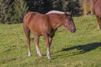 A chestnut colored Noriker horse or Norico-Pinzgauer stands on a sunny paddock