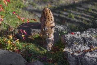 One young Eurasian lynx, (Lynx lynx), walks over rocks and grass towards the camera