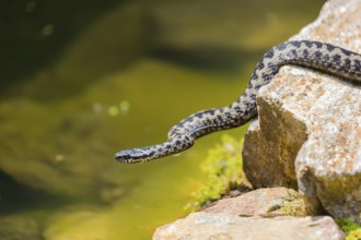 One Vipera berus, the common European adder or common European viper, creeps over moss and rocks