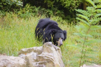 A sloth bear (Melursus ursinus) walks thru a meadow with tall grass and rocks