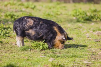 Kunekune pig, sus scrofa domesticus, a domestic breed from New Zealand