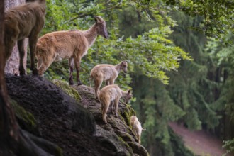 A female Himalayan tahr (Hemitragus jemlahicus) stands on a rock with a group of young. In the