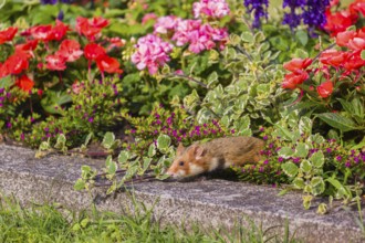 A European hamster (Cricetus cricetus), Eurasian hamster, black-bellied hamster or common hamster,