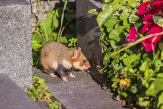 A European hamster (Cricetus cricetus), Eurasian hamster, black-bellied hamster or common hamster,